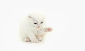 Cute white Scottish fold kitten sitting on white background photo