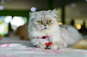 Cute gray Persian cat sit on chair, photo