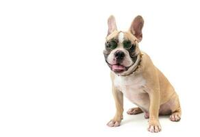 cute french bulldog wear glasses and sitting photo