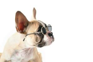 Cute french bulldog wear sunglass looking right side photo