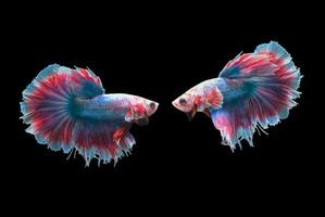 betta splendens isolated on black background, animal concept. photo