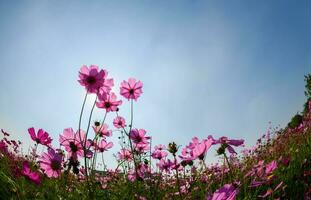 hermosa rosado cosmos con Dom ligero en azul cielo fondo, foto