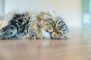 Cute brown scottish fold cat lying on the floor photo