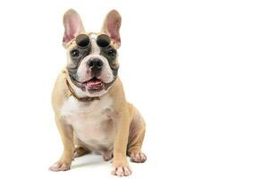 cute french bulldog wear glasses and sitting photo