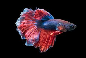 beautiful fighting fish isolated on black background, photo