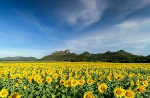 hermosa girasol campos con montaña antecedentes foto