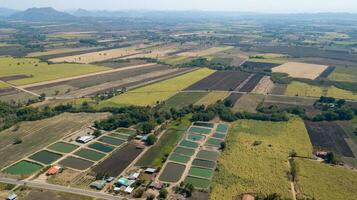 Preparation of sugarcane planting areas photo