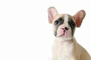 Cute french bulldog puppy looking isolated photo