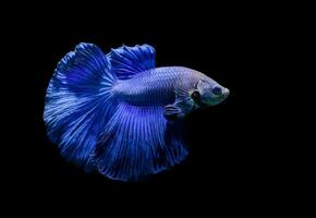 blue siamese fighting fish, betta splendens photo