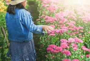 Little girl walking and touch on chrysanthemum flower photo