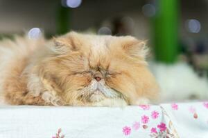 linda marrón persa gato dormir en mesa foto