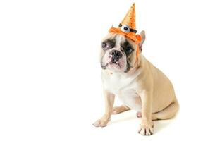 Portrait of Cute French bulldog with hat halloween isolated photo