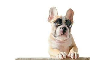 Cute french bulldog wear sunglass stand on box photo