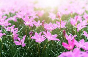 Zephyranthes grandiflora pink flowers or Fairy Lily photo