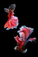 Emotion of  beautiful red fighting fish isolated on black photo