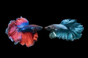 Betta brilla, hermosa rojo y azul luchando pescado foto