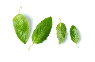 fresh Holy basil leaf isolated on white background photo