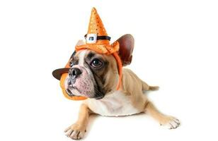 Portrait of Cute French bulldog with hat halloween isolated photo