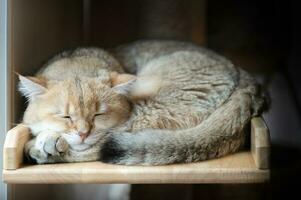 linda americano corto pelo gato dormir en madera foto