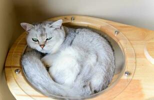 linda gris escocés Derecho gato dormir en casa foto