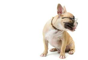 french bulldog wear glasses and feeling boring photo