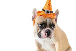 Cute French bulldog with hat halloween photo