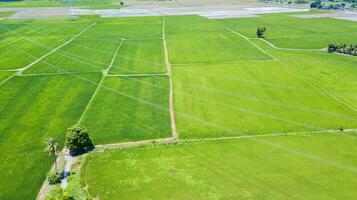 aerial paddy field in Lop buri, Thailand, photo