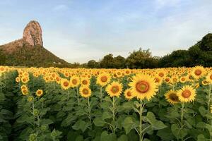 beautiful sunflower fields with mountain photo
