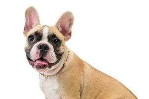 Cute french bulldog wearing collar isolated on white background, pet and animal concept photo