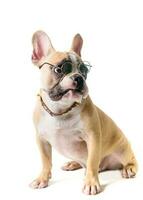 cute french bulldog wear glasses and sitting isolated photo