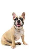 cute french bulldog sitting isolated on white photo