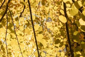 otoño hoja árbol con luz de sol en octubre foto