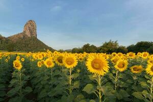 beautiful sunflower fields with mountain background photo