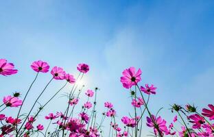 Beautiful pink cosmos with sun light on blue sky background, photo