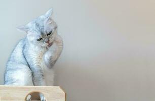 Scottish British cat licking its foot for cleaning photo