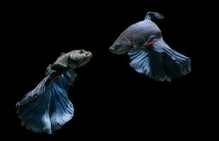 Motiom of blue siamese fighting fish, betta splendens photo