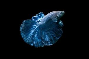 blue siamese fighting fish, betta splendens isolated photo