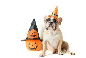 Portrait of French bulldog with hat halloween and smile photo