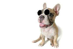 Cute french bulldog wear sunglass and smile isolated photo