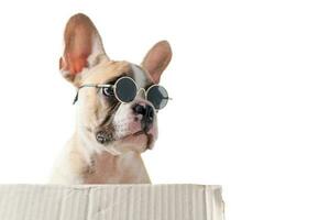 french bulldog wear sunglass stand on box isolated photo