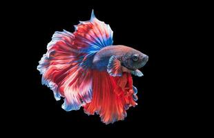 Betta splendens, beautiful fighting fish isolated photo