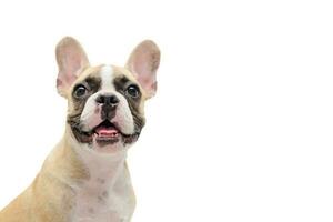 Cute french bulldog puppy looking isolated photo