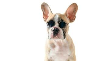 Cute french bulldog wear sunglass isolated photo