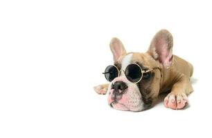 Cute french bulldog wear sunglass photo