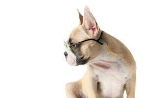 Cute french bulldog wear sunglass isolated photo