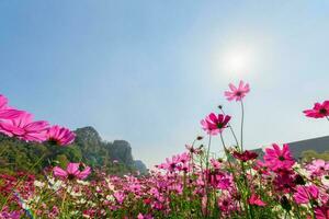 Beautiful pink cosmos with sun light photo