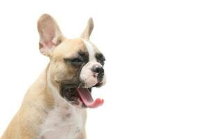 Cute french bulldog puppy yawn isolated on white photo