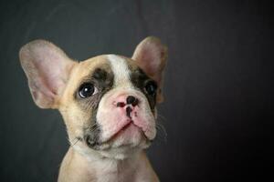 retrato de linda pequeño francés buldog foto