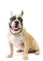cute french bulldog wear glasses and sitting isolated photo