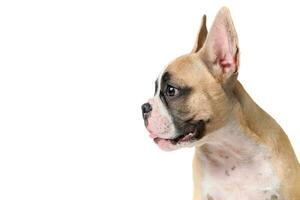 Side view of french bulldog looking isolated photo